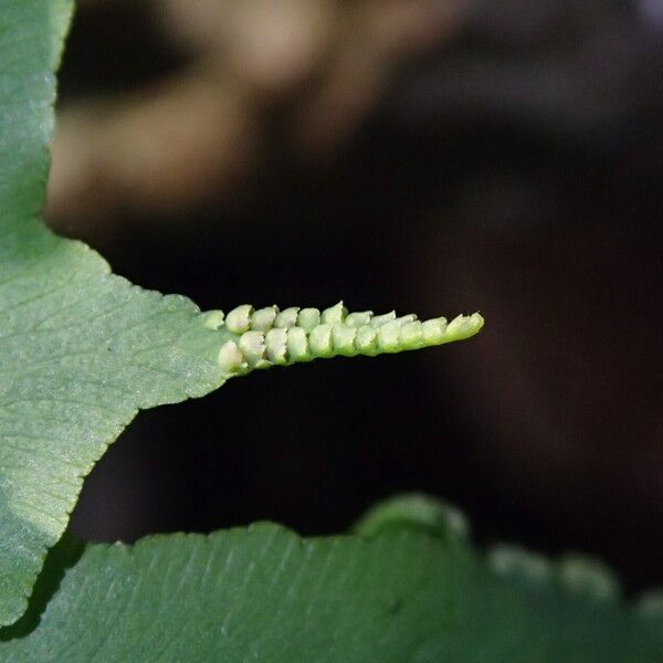 Lygodium microphyllum Folio