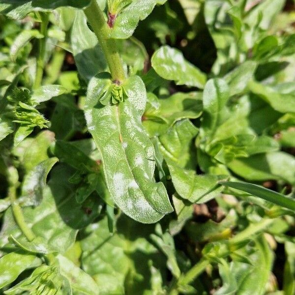 Echium plantagineum Lapas