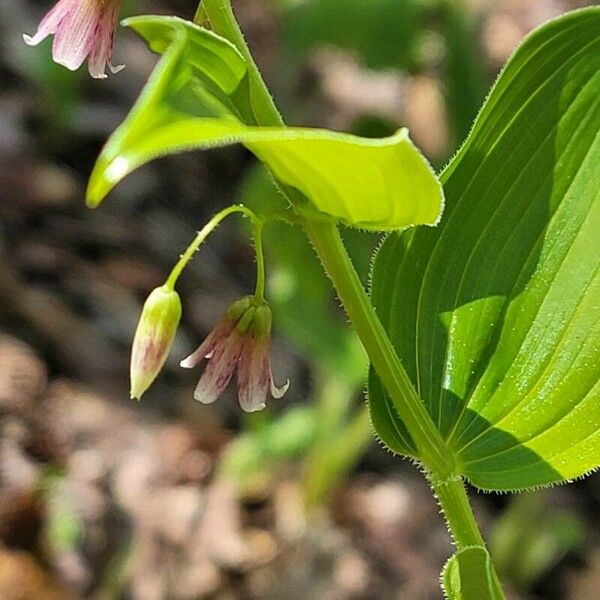 Streptopus lanceolatus Blüte