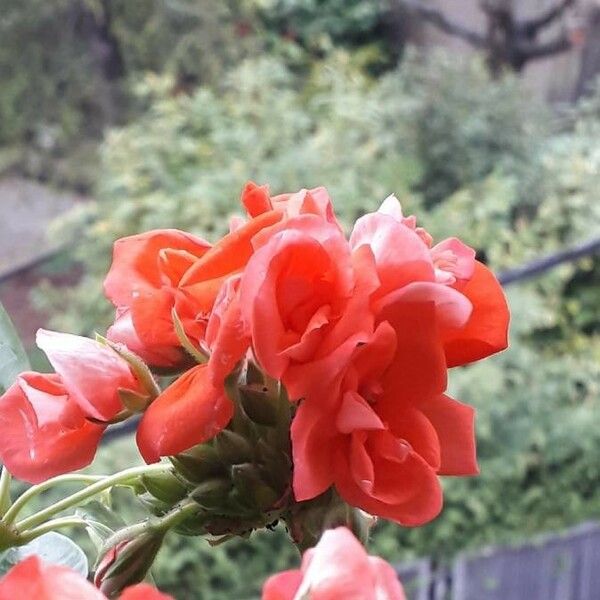 Pelargonium inquinans Blüte