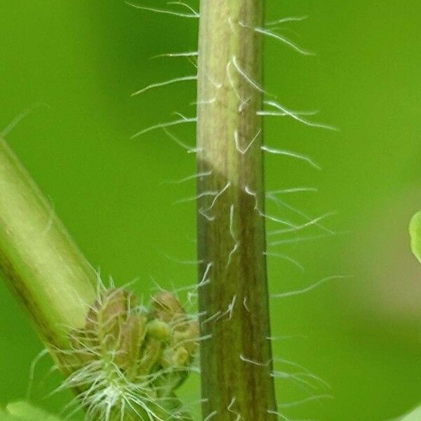 Chelidonium majus Bark