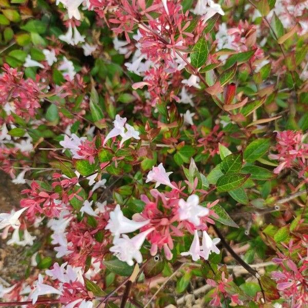 Abelia x grandiflora Flor