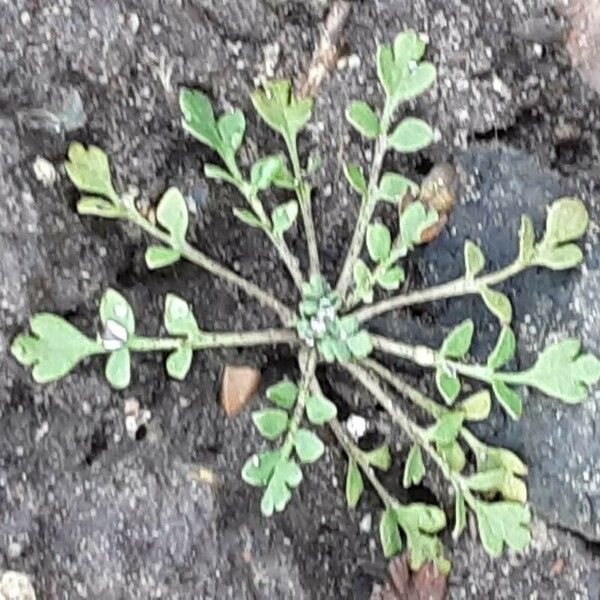 Cardamine parviflora Folio