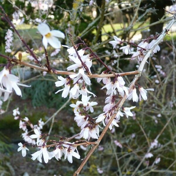 Abeliophyllum distichum Other