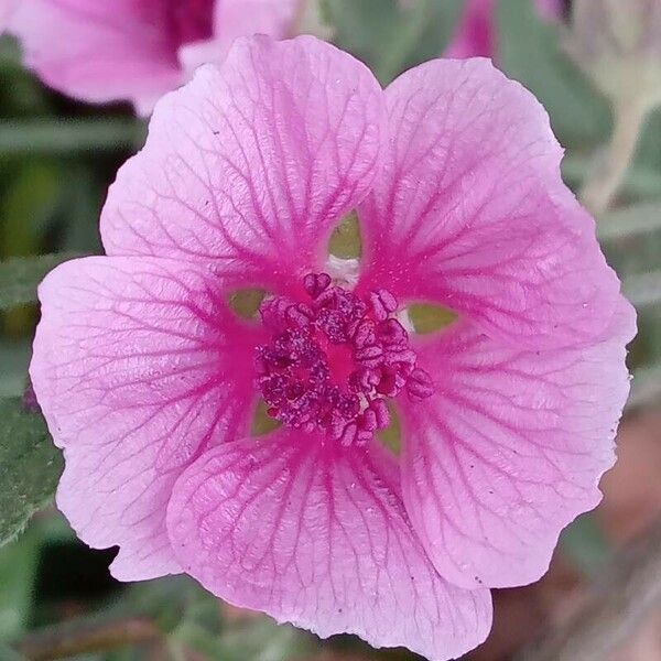 Althaea cannabina 花