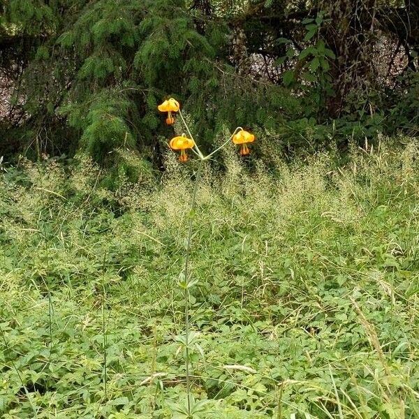 Lilium columbianum Fiore