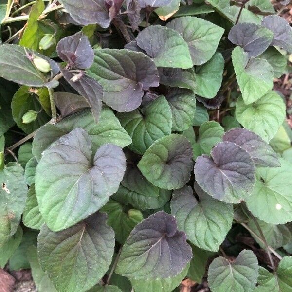 Viola labradorica Blad