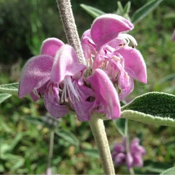 Phlomis purpurea Blüte