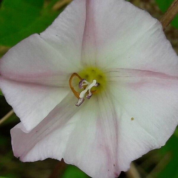 Convolvulus arvensis Kukka