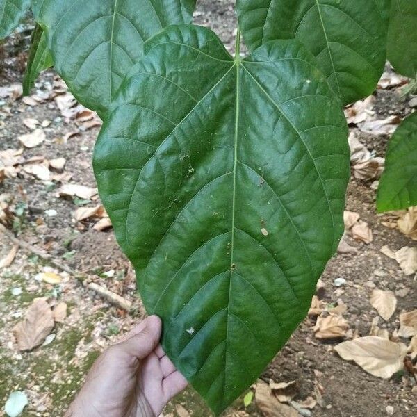 Pterygota alata Leaf
