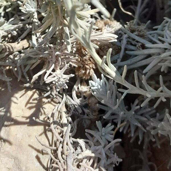 Helichrysum stoechas Листок