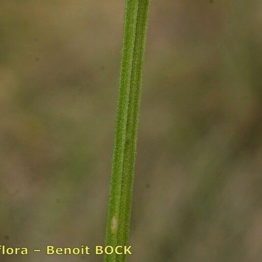 Galium rubioides Kéreg