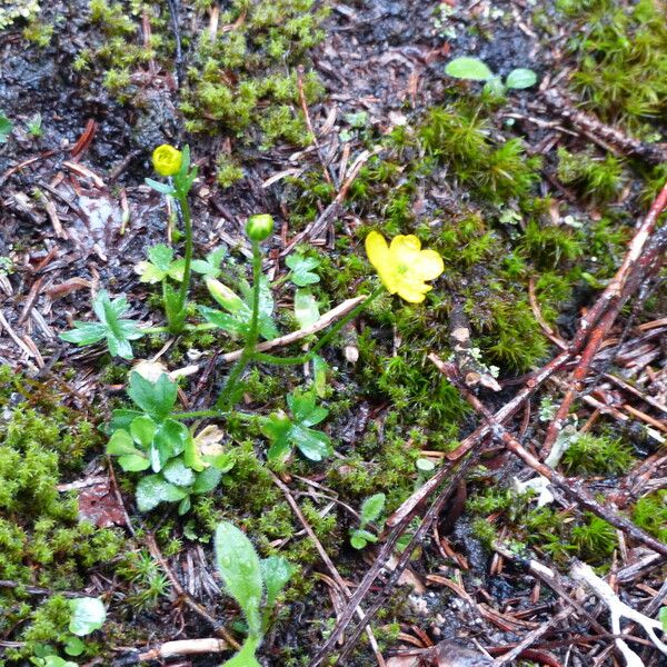 Ranunculus eschscholtzii Flower