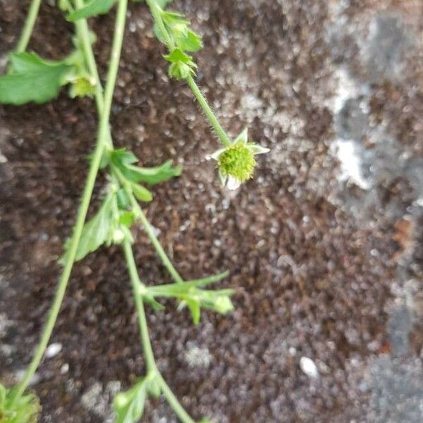 Geum laciniatum Цвят