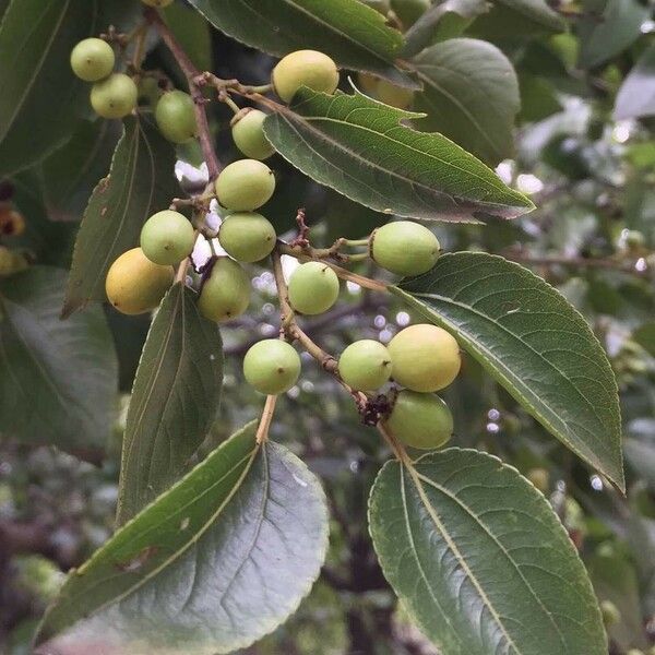 Ziziphus mucronata Fruit