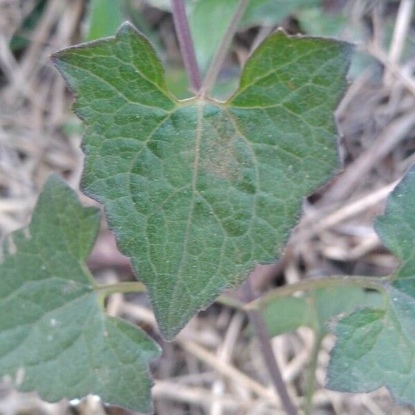 Mikania micrantha Leaf