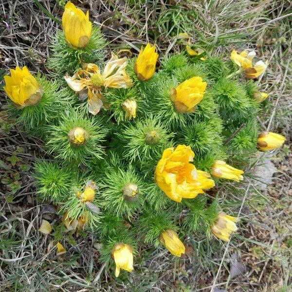 Adonis vernalis 整株植物