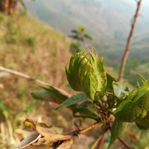 Gossypium herbaceum फल