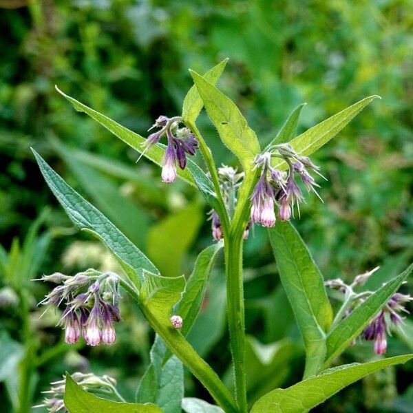 Symphytum officinale Habitatea