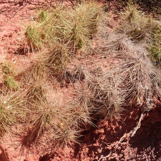 Airampoa soehrensii Habit