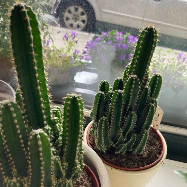 Acanthocereus tetragonus Leaf