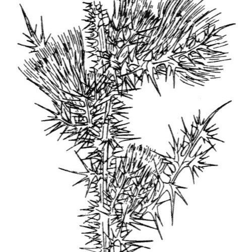 Carduus fasciculiflorus Altres