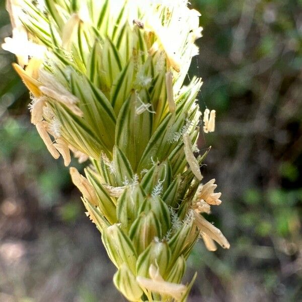 Phalaris aquatica Кветка