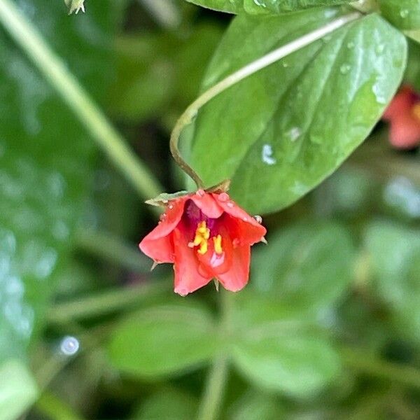 Lysimachia arvensis Flower