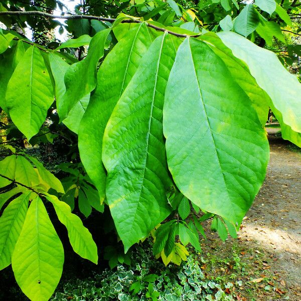 Asimina triloba Ліст