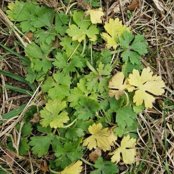 Ranunculus repens عادت