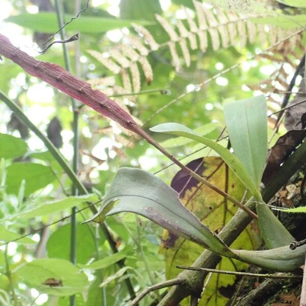 Bulbophyllum falcatum Habitus