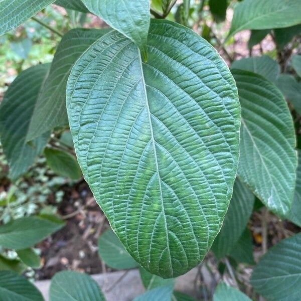 Eranthemum pulchellum Leaf