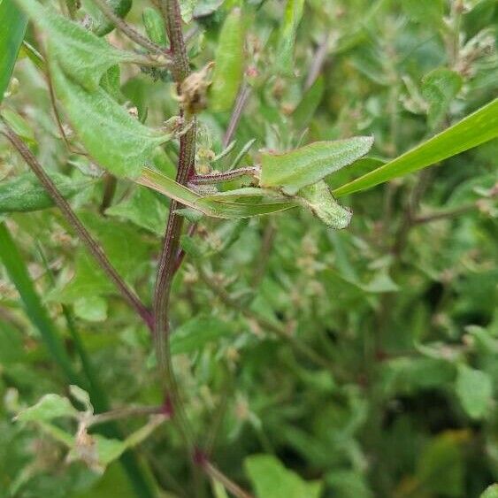 Atriplex prostrata Folha