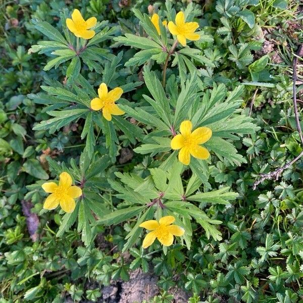 Anemonoides ranunculoides ഇല