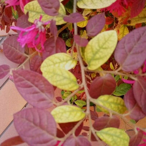 Loropetalum chinense Leaf