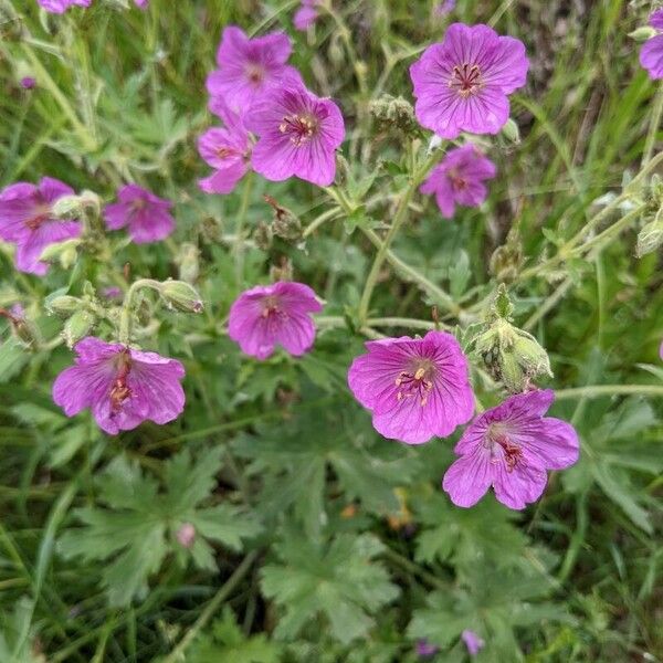 Geranium viscosissimum Blomst