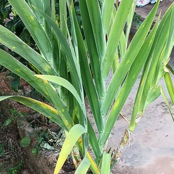 Iris domestica Leaf