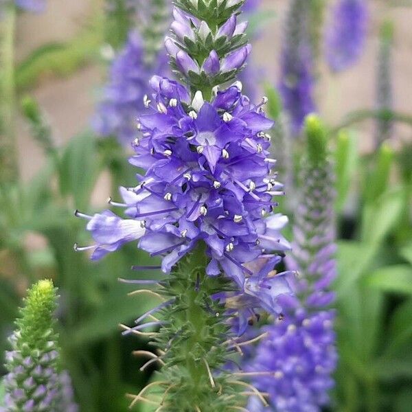 Veronica spicata Flor