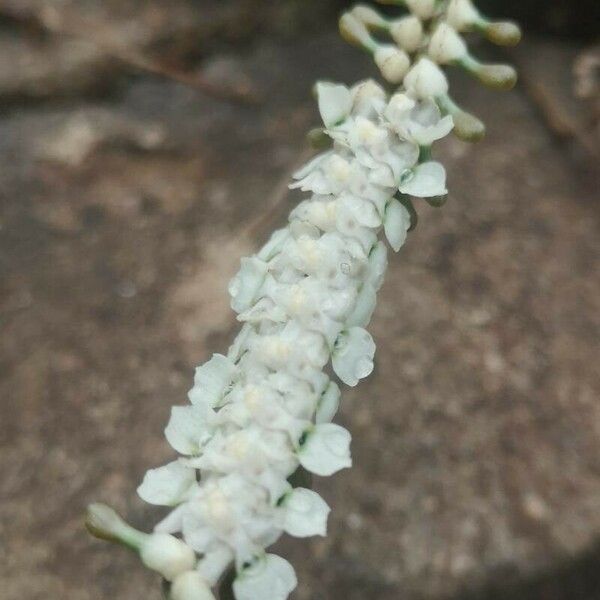 Listrostachys pertusa 花