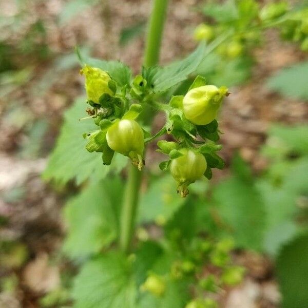 Scrophularia vernalis Floare