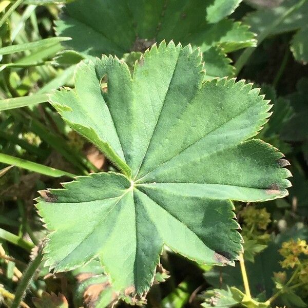 Alchemilla xanthochlora List