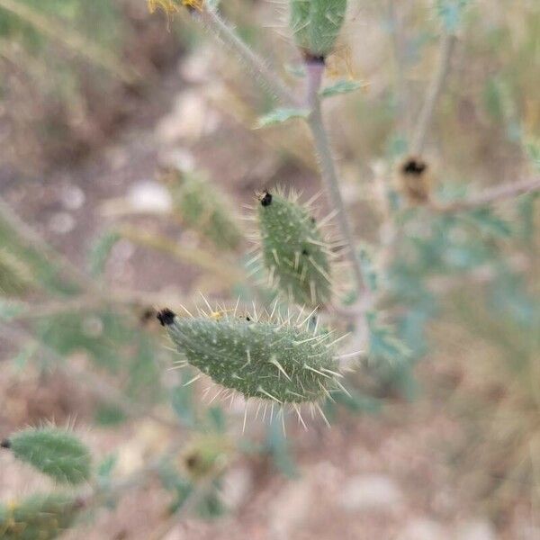 Argemone albiflora ᱡᱚ