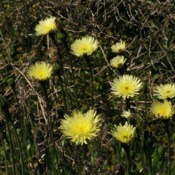 Urospermum dalechampii Fleur