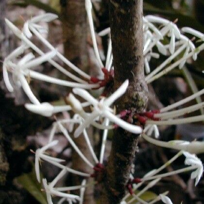 Ixora kuakuensis Escorça