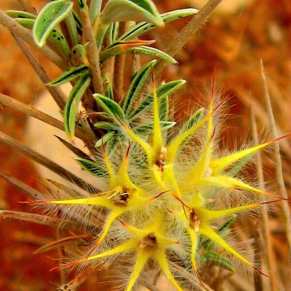 Ebenus stellata 花