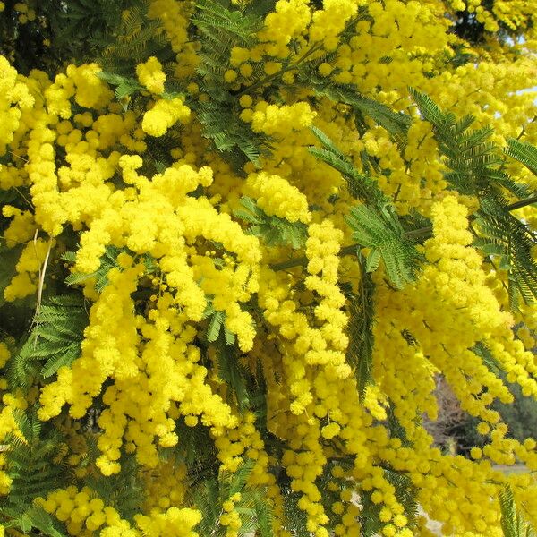 Acacia dealbata Anders