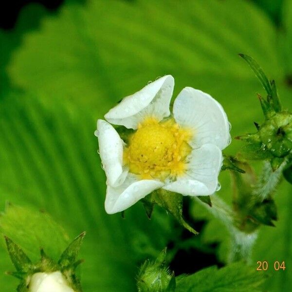 Fragaria moschata Flor