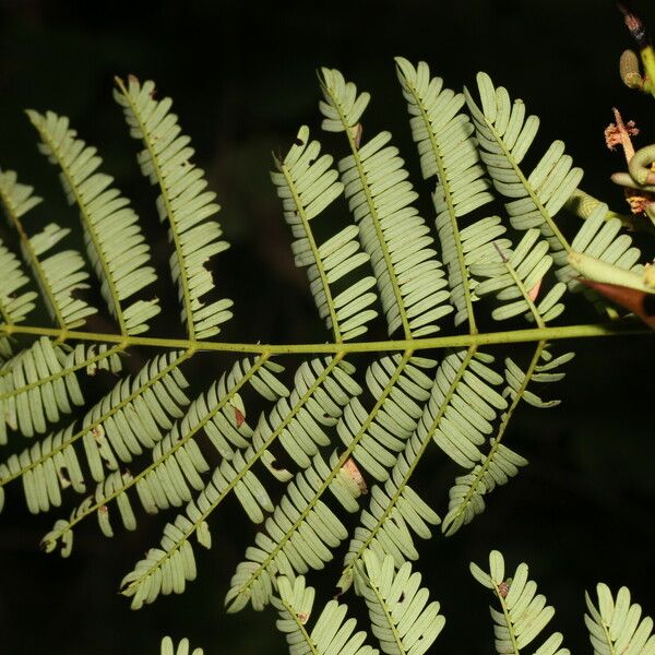 Vachellia collinsii 葉