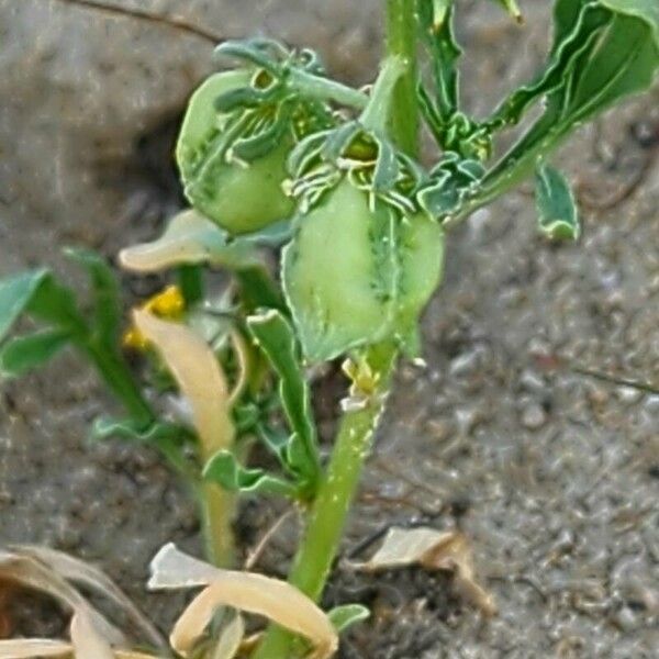 Reseda arabica Fruit