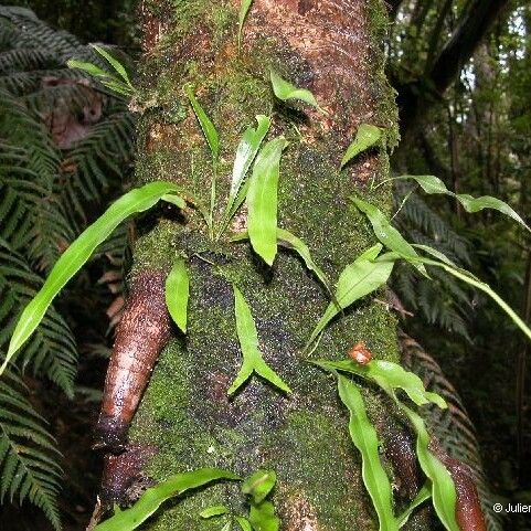 Lepisorus spicatus Habitus